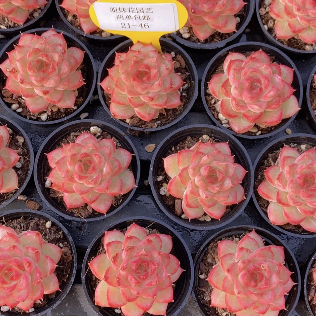 21-46-红心女王单头三个