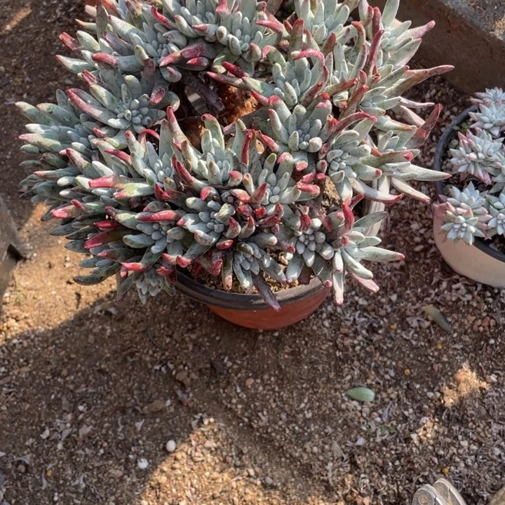 970号雪花多肉植物