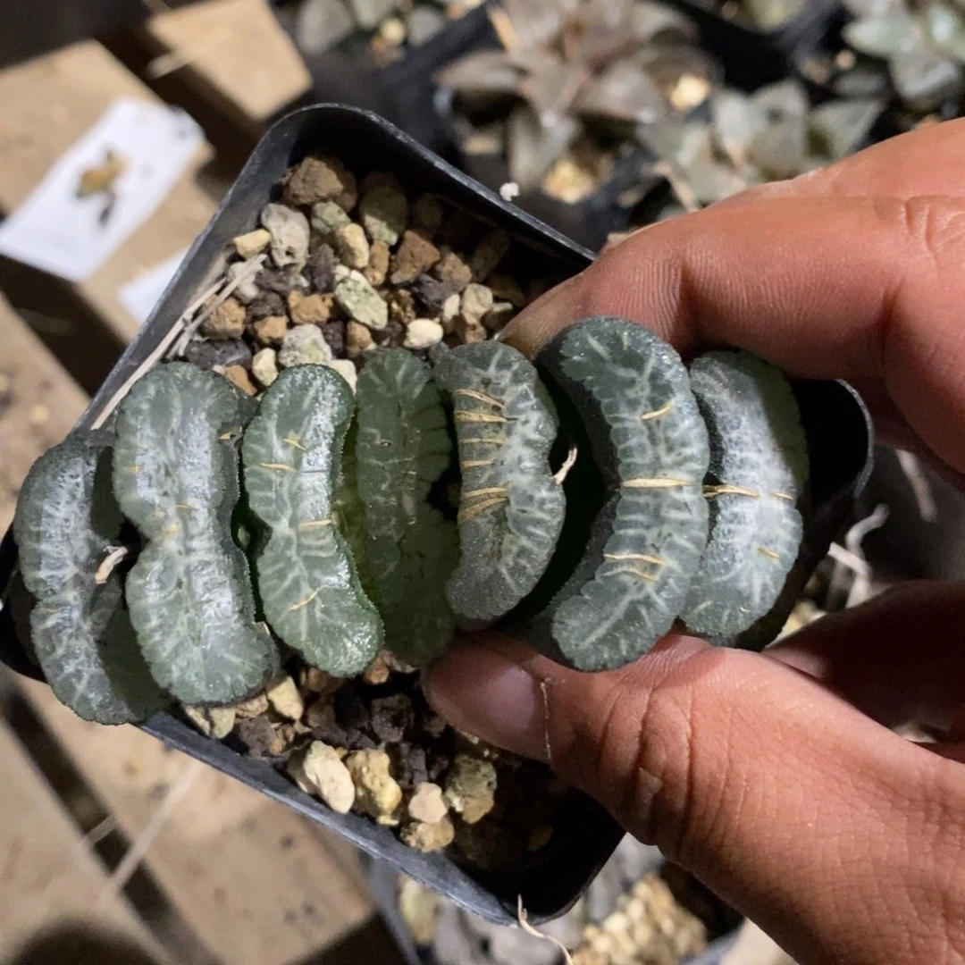 ～***～26121 一颗大玉扇 超级福利