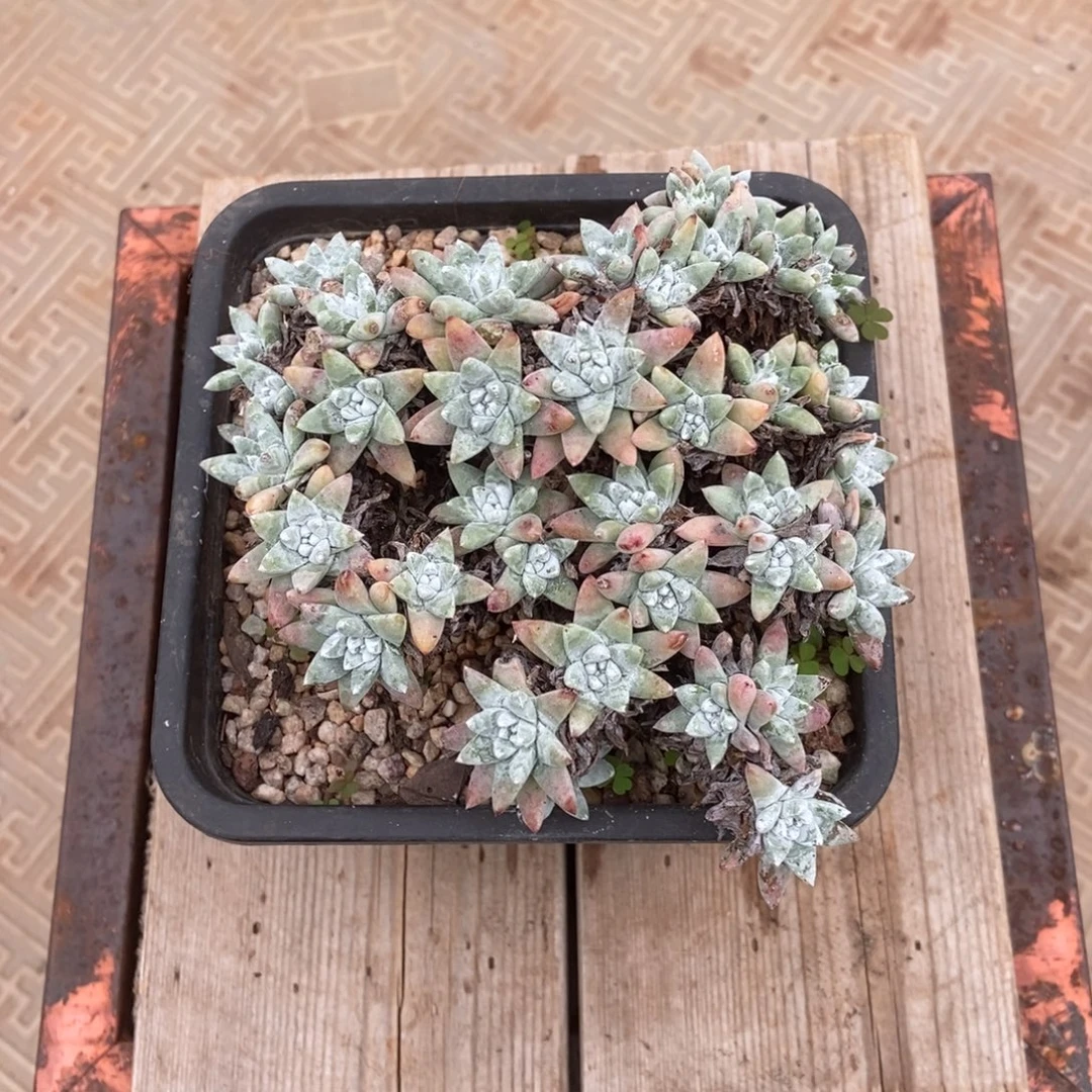 格诺玛多肉植物啦啦啦