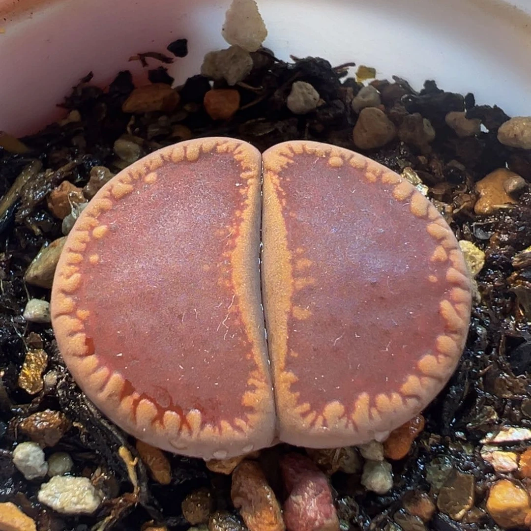 081多肉植物种类多样