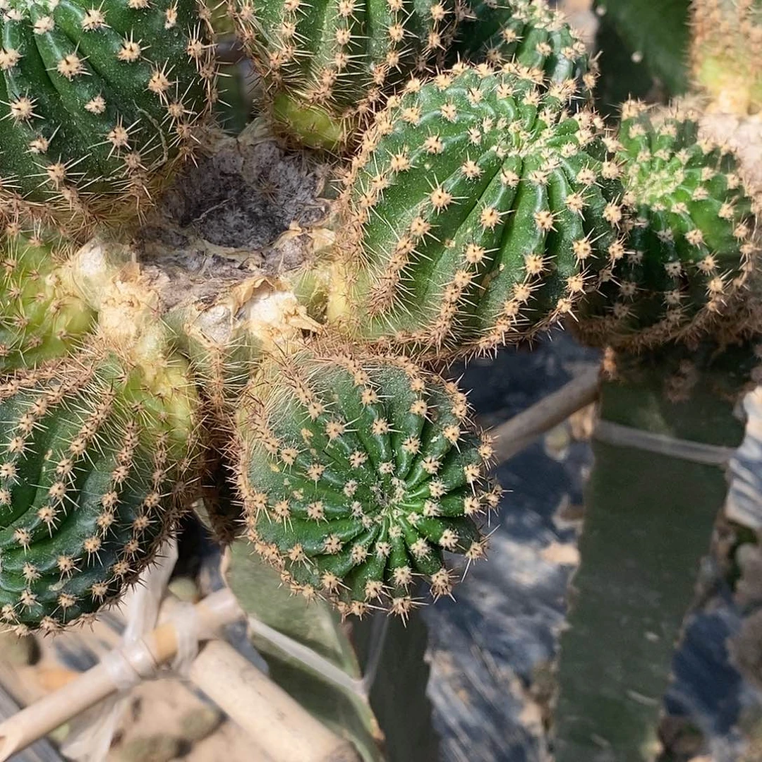 彩 梨花洛侧芽歪干疤 4公分以上