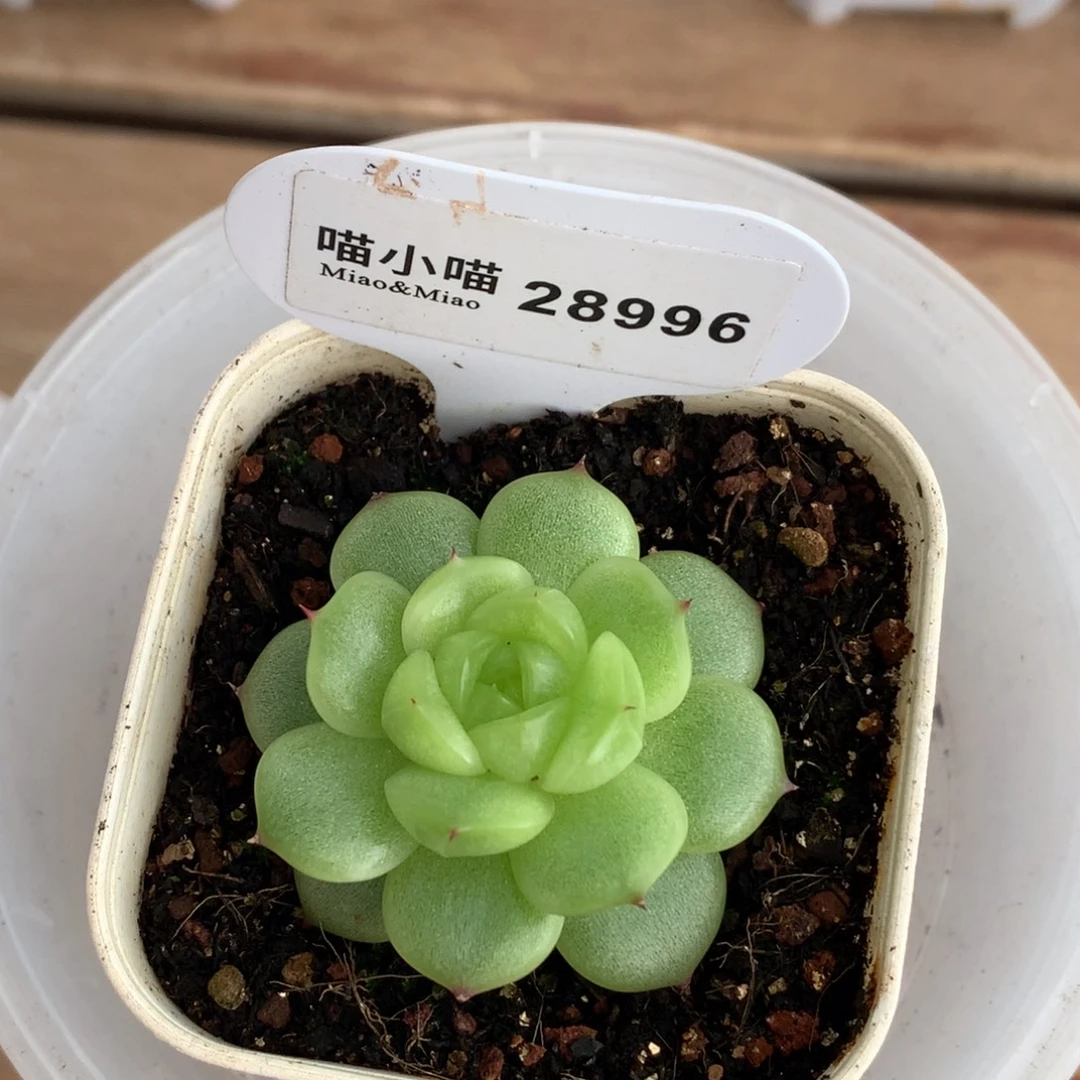 陪****多肉植物杂交珍妮