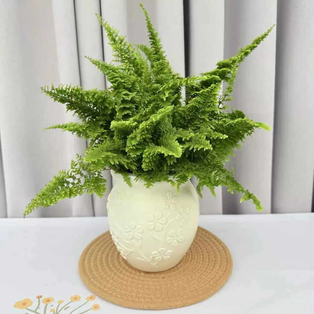 棉花糖蕨室内绿植四季观叶好养耐活的盆栽