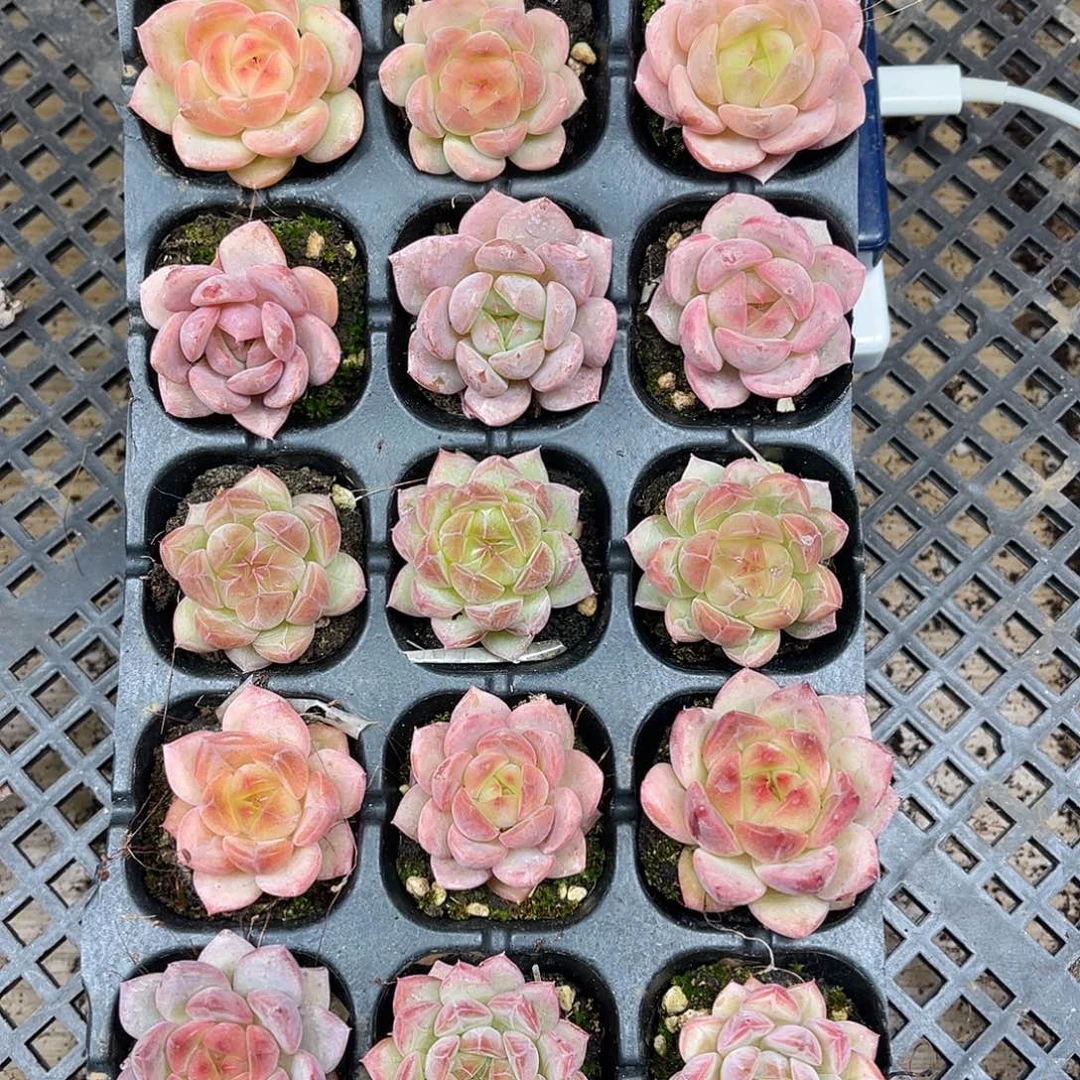 南***难多肉一物一拍21-91