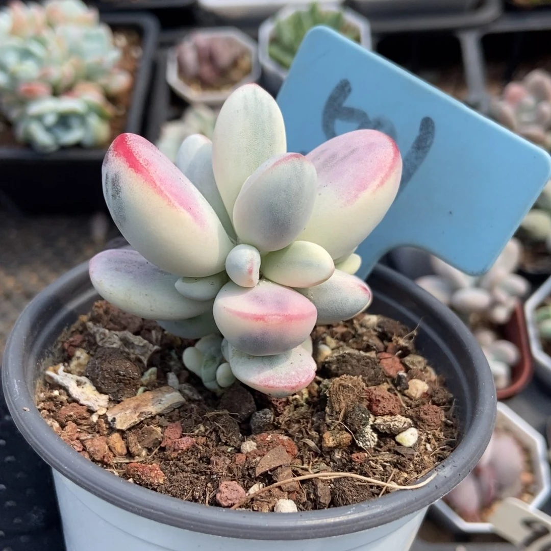 501福娘锦多肉植物保护