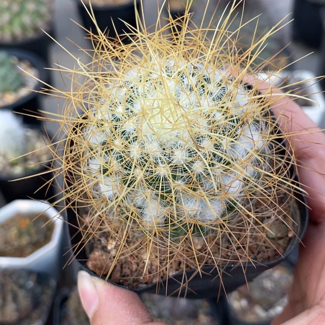 海泉自根仙人球