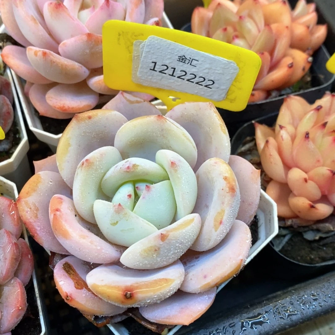 福利多多。1212222