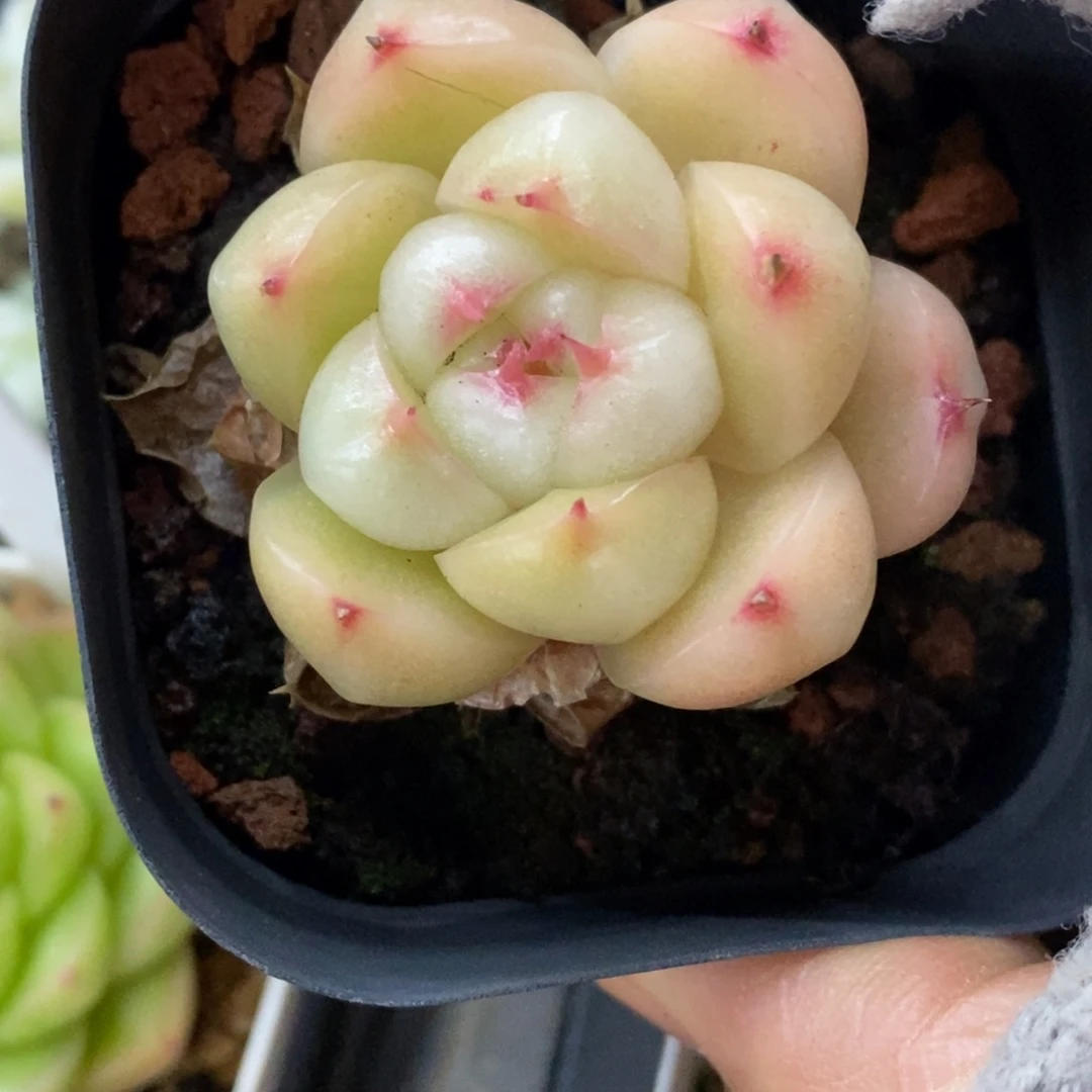 精品多肉一物一拍不包整300
