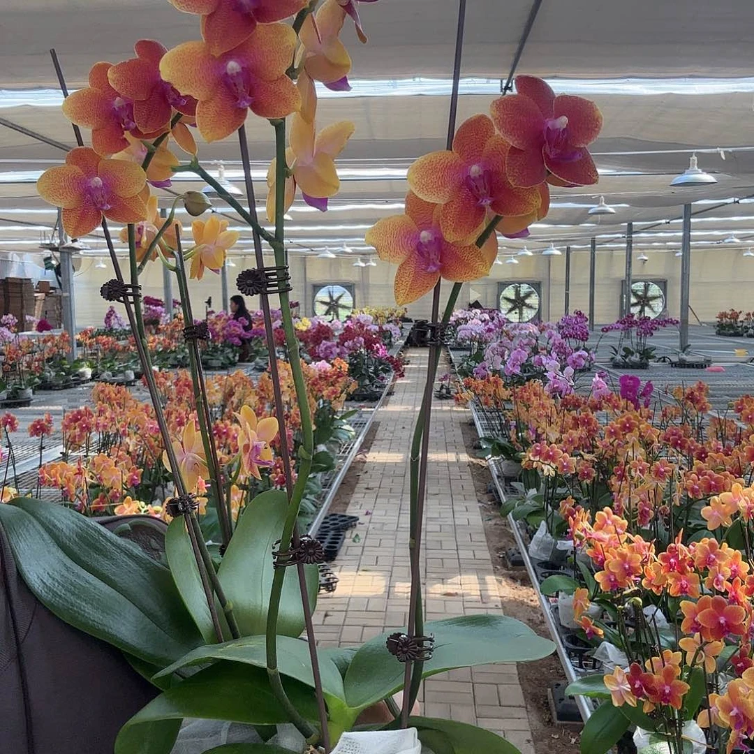 完全开放香恋3.5寸叶子晒伤