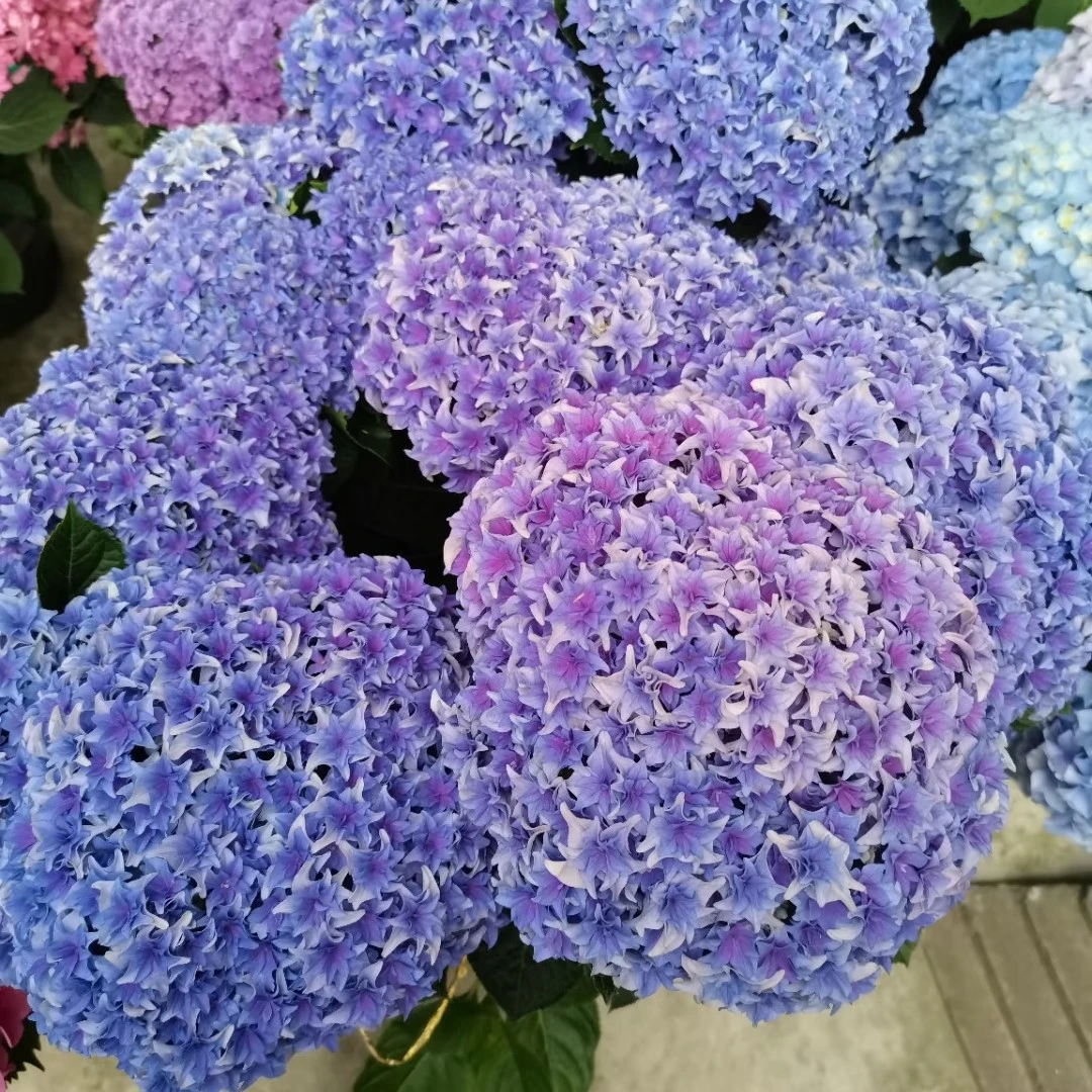 沙轮列车-贵州露天绣球10加仑盆栽庭院植物绿植阳台窗台装饰花苗