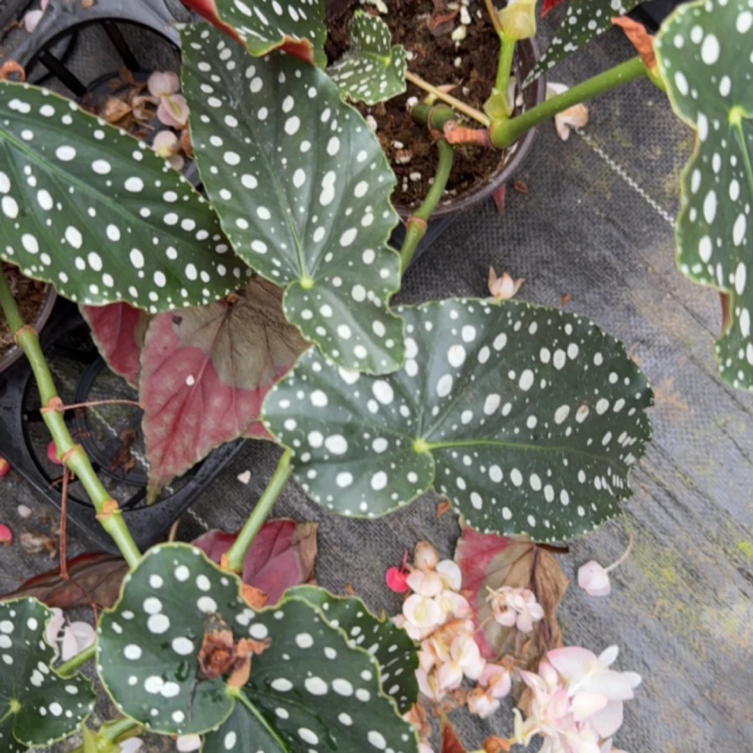 粉旗鱼秋海棠室内多u年生高端观叶植物 室内办公室耐荫植物