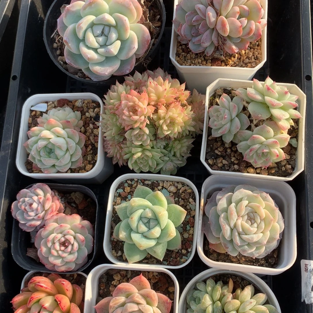 1202-50 套餐一组