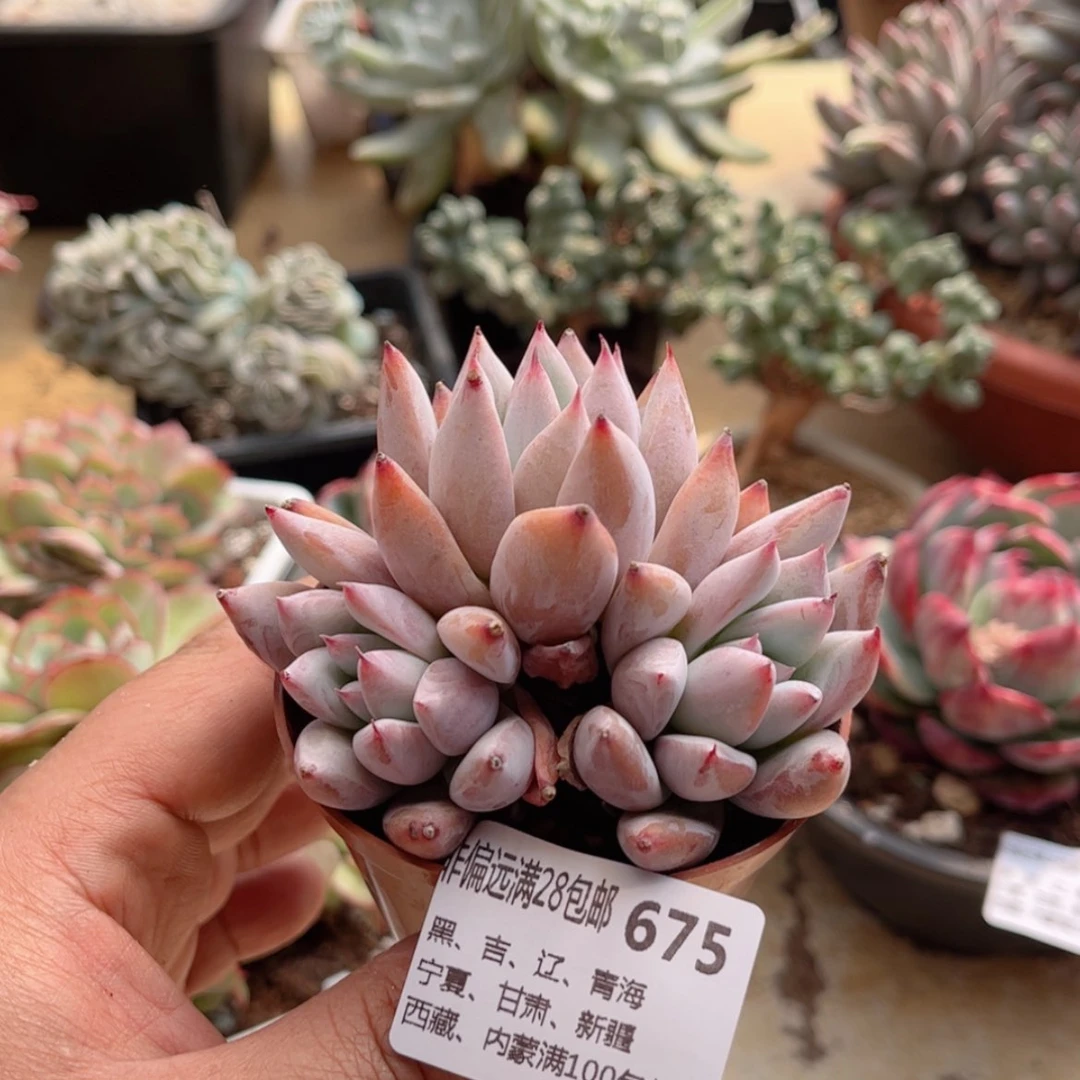 【闪购商品】675野卡