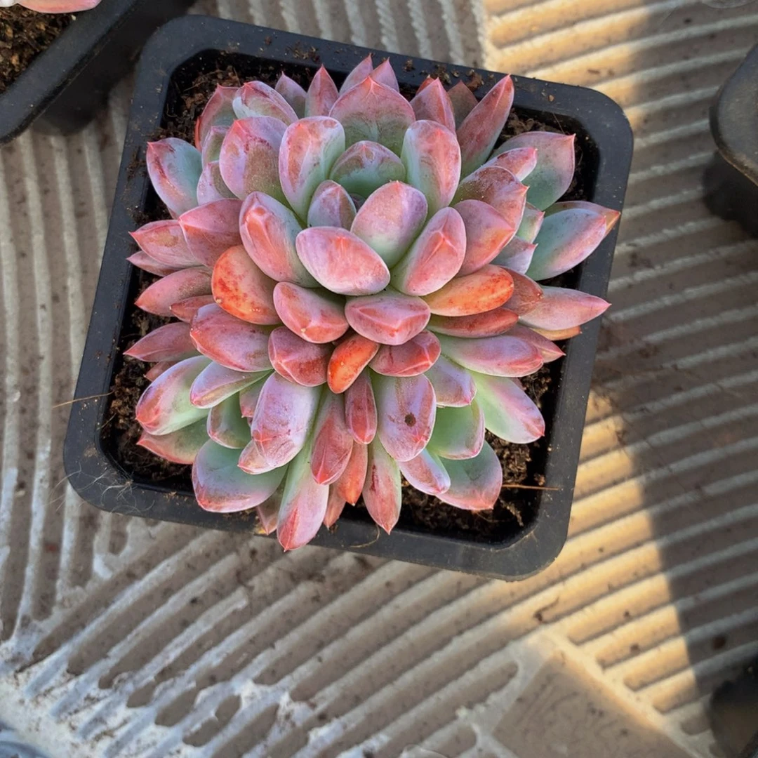 拾***真橙杂小群多肉植物