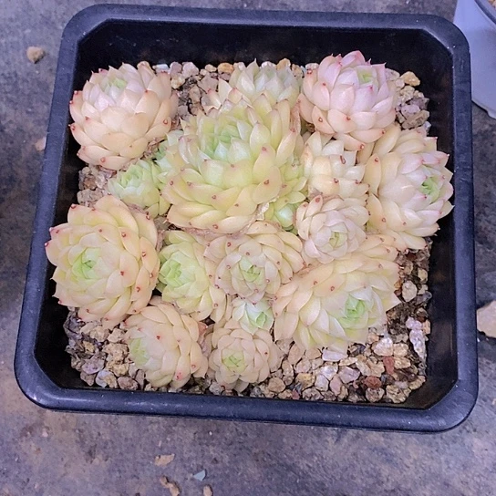 ?****?麦秆多肉植物群