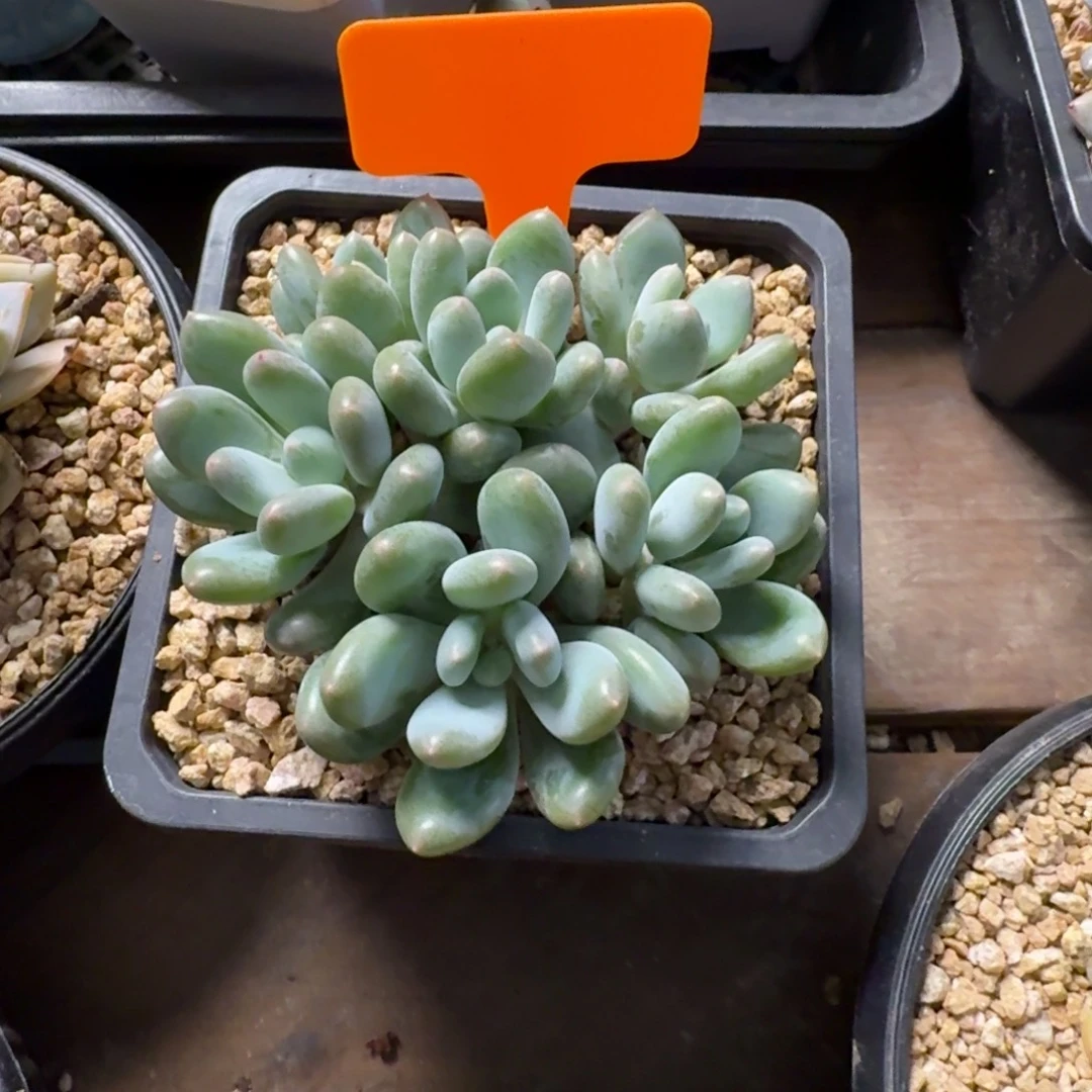 埃德蒙111111111111111111111