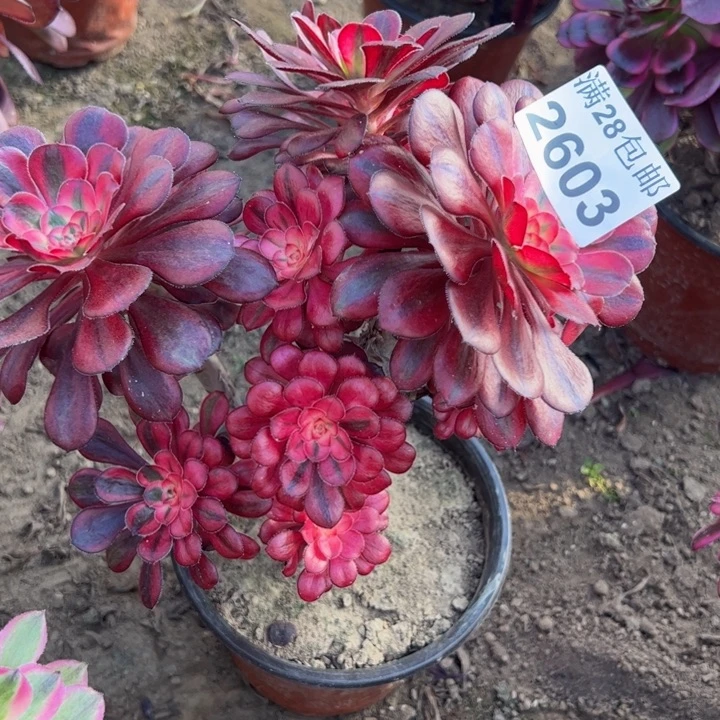 2603香奈儿多肉植物