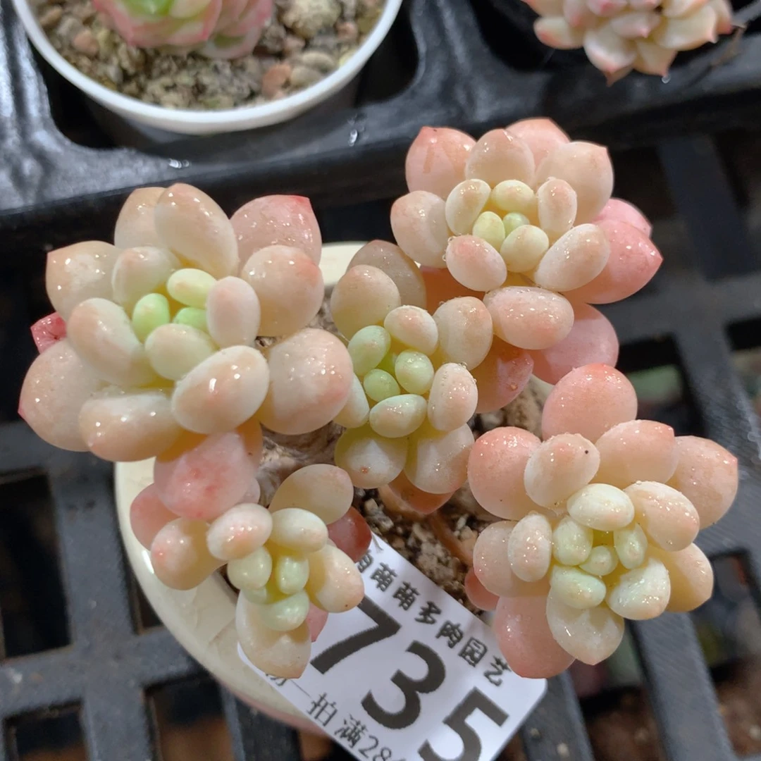 5CM拇指盆精控多肉ZI735