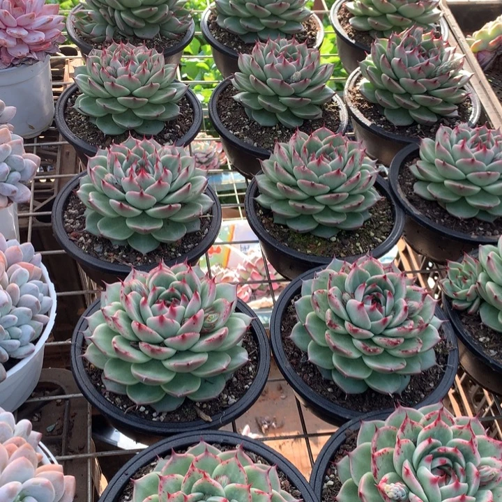 托斯卡内利多肉植物两单包邮