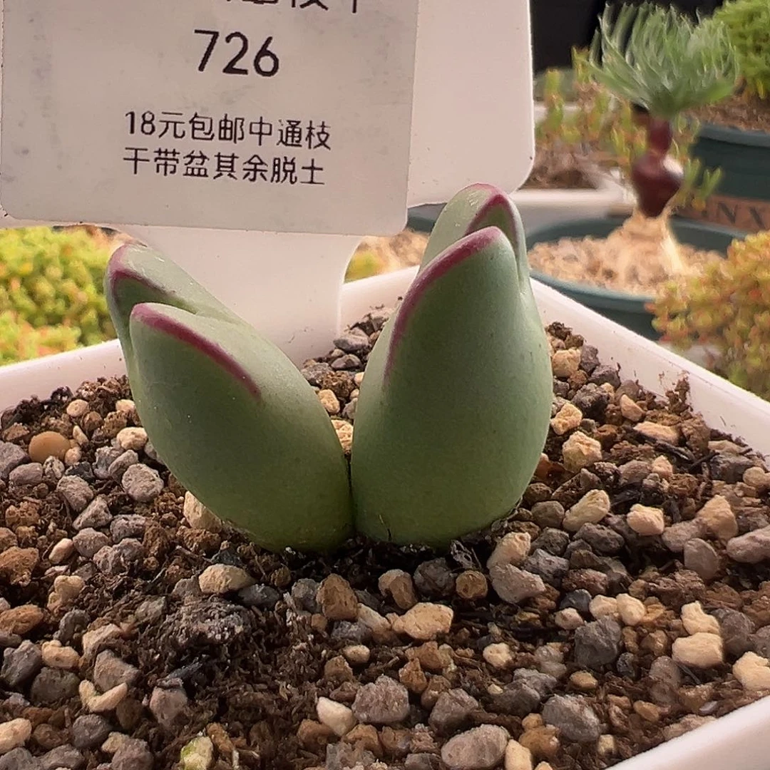 726号肥将12.26多肉