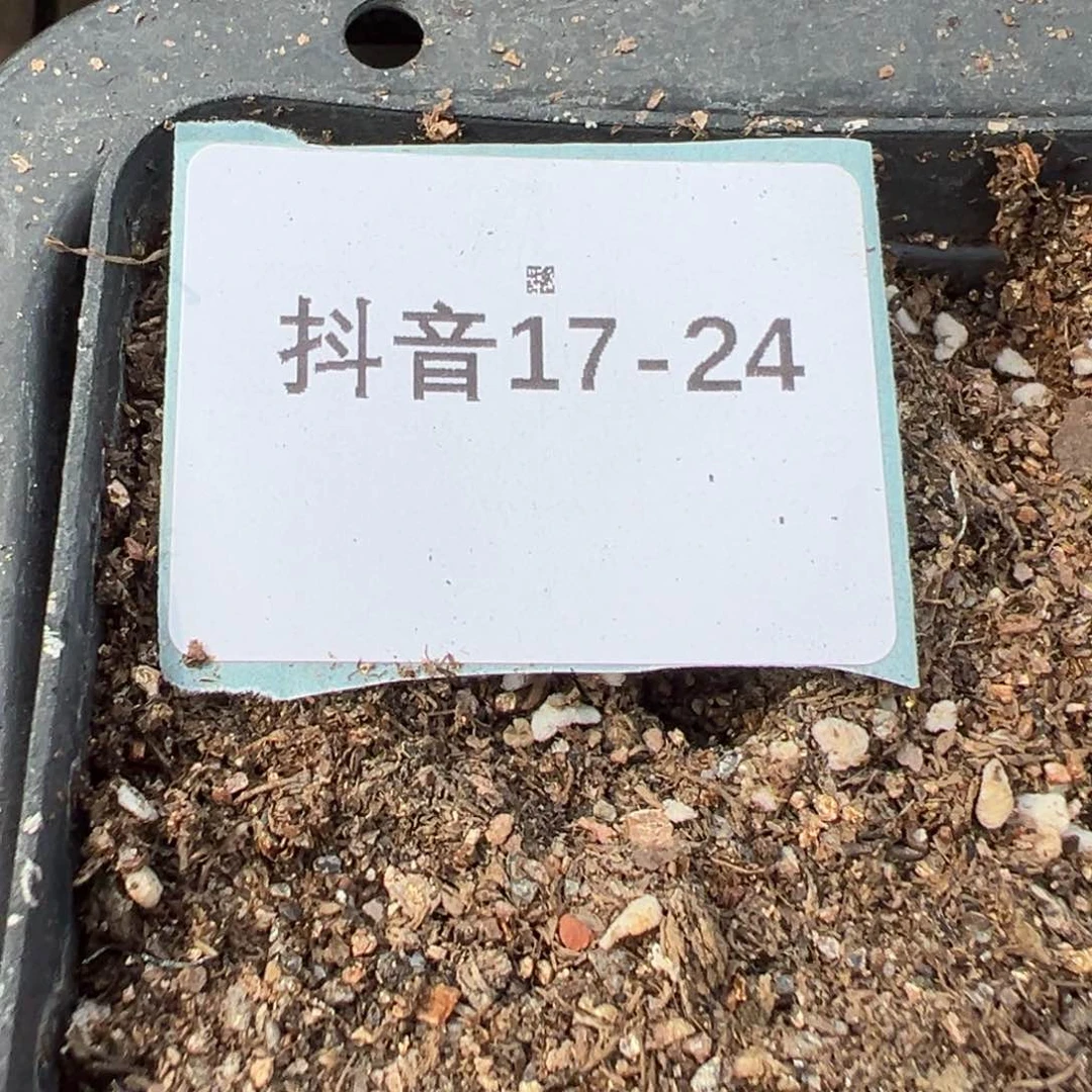 倩**娆17-24肉锥多肉植物，