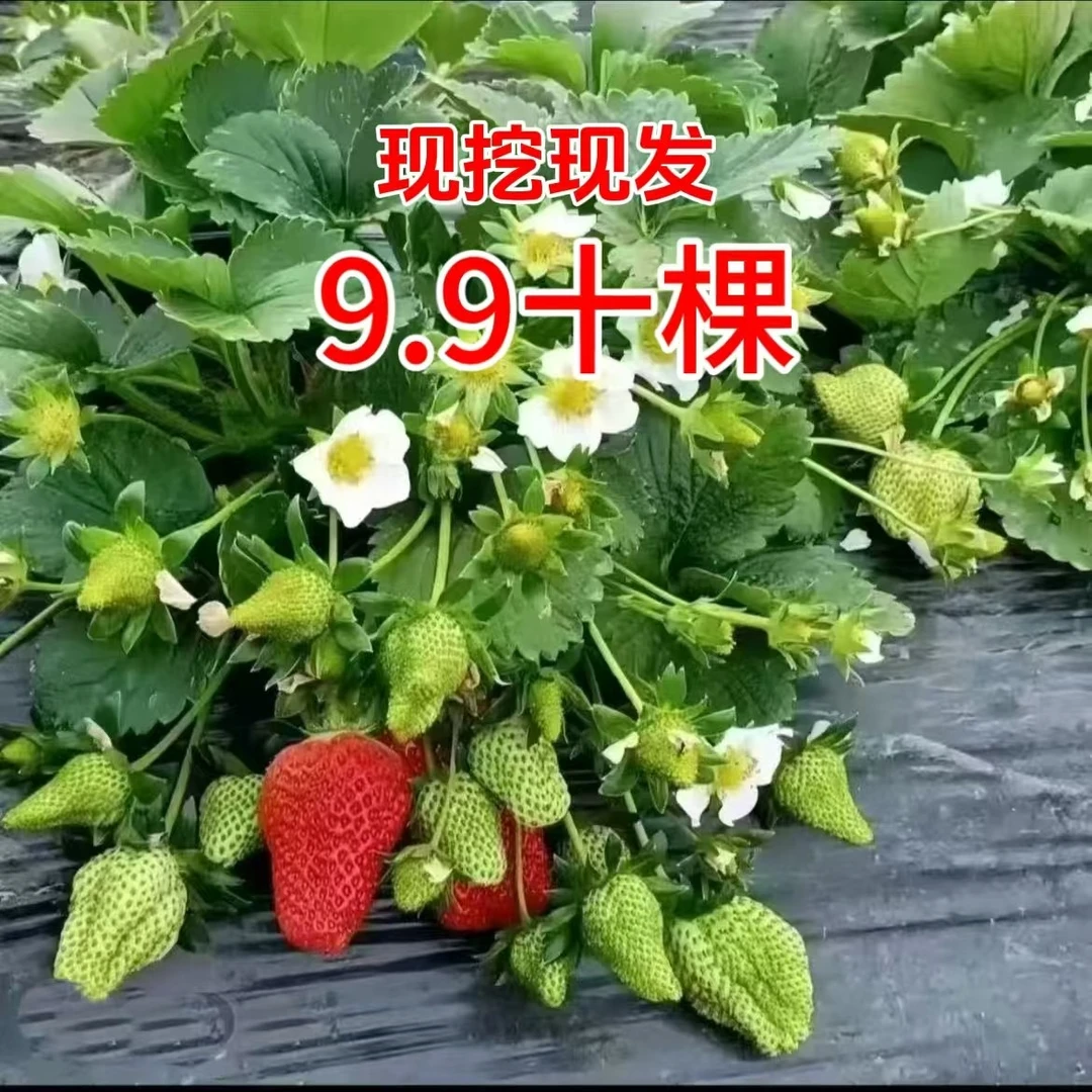 【草莓苗现挖现发】四季草莓苗穴盘苗易成活菜园室内室外盆栽绿植