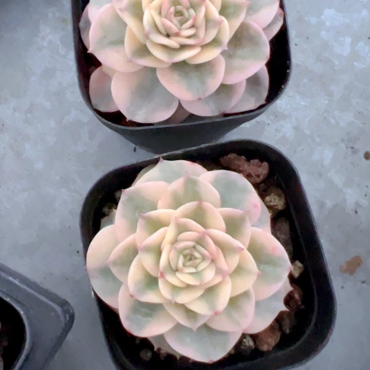 腊牡丹锦两盆【一物一拍】两单包邮