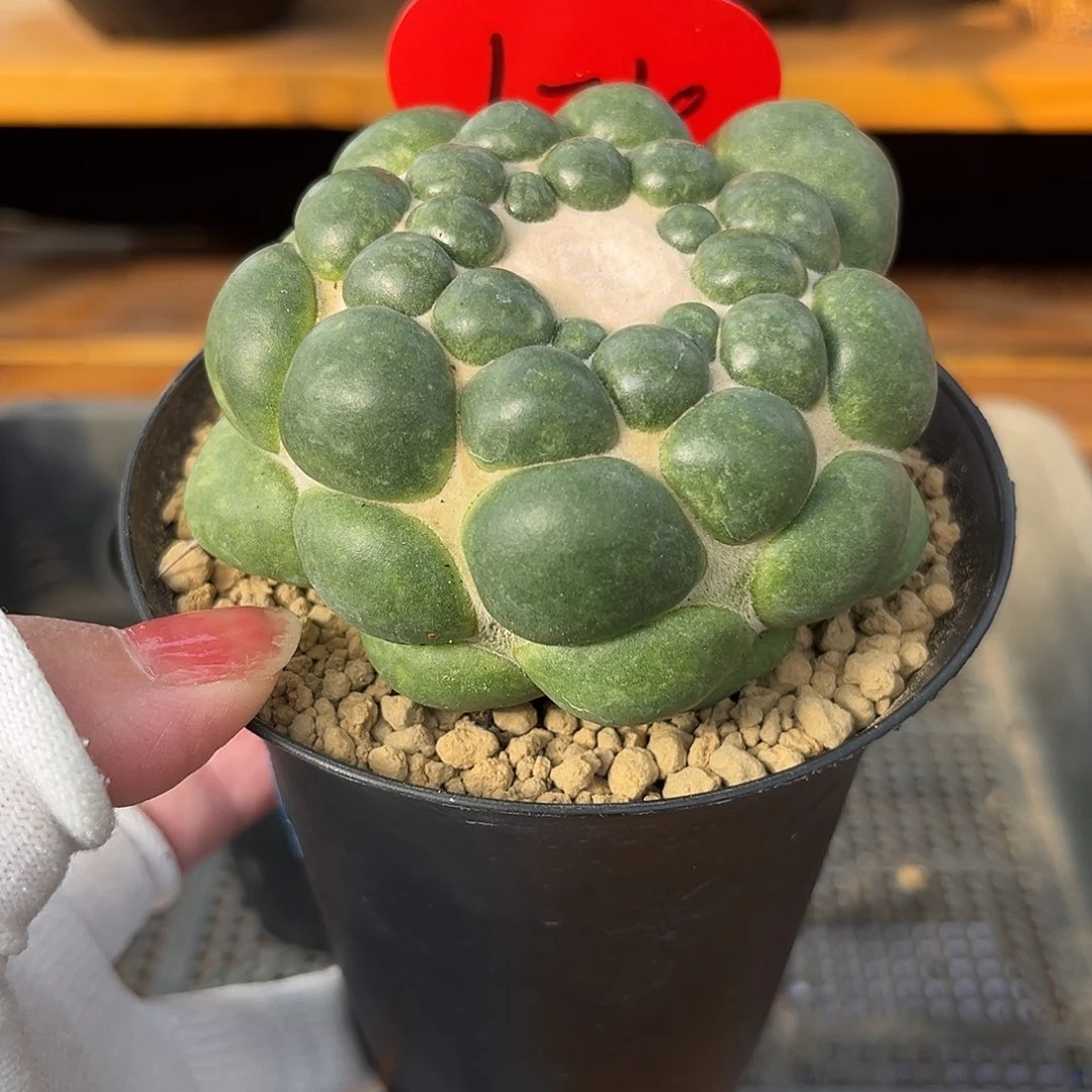 汤圆植物无刺象牙