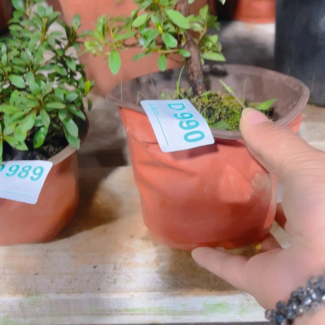 无花朵直播时间一直一直