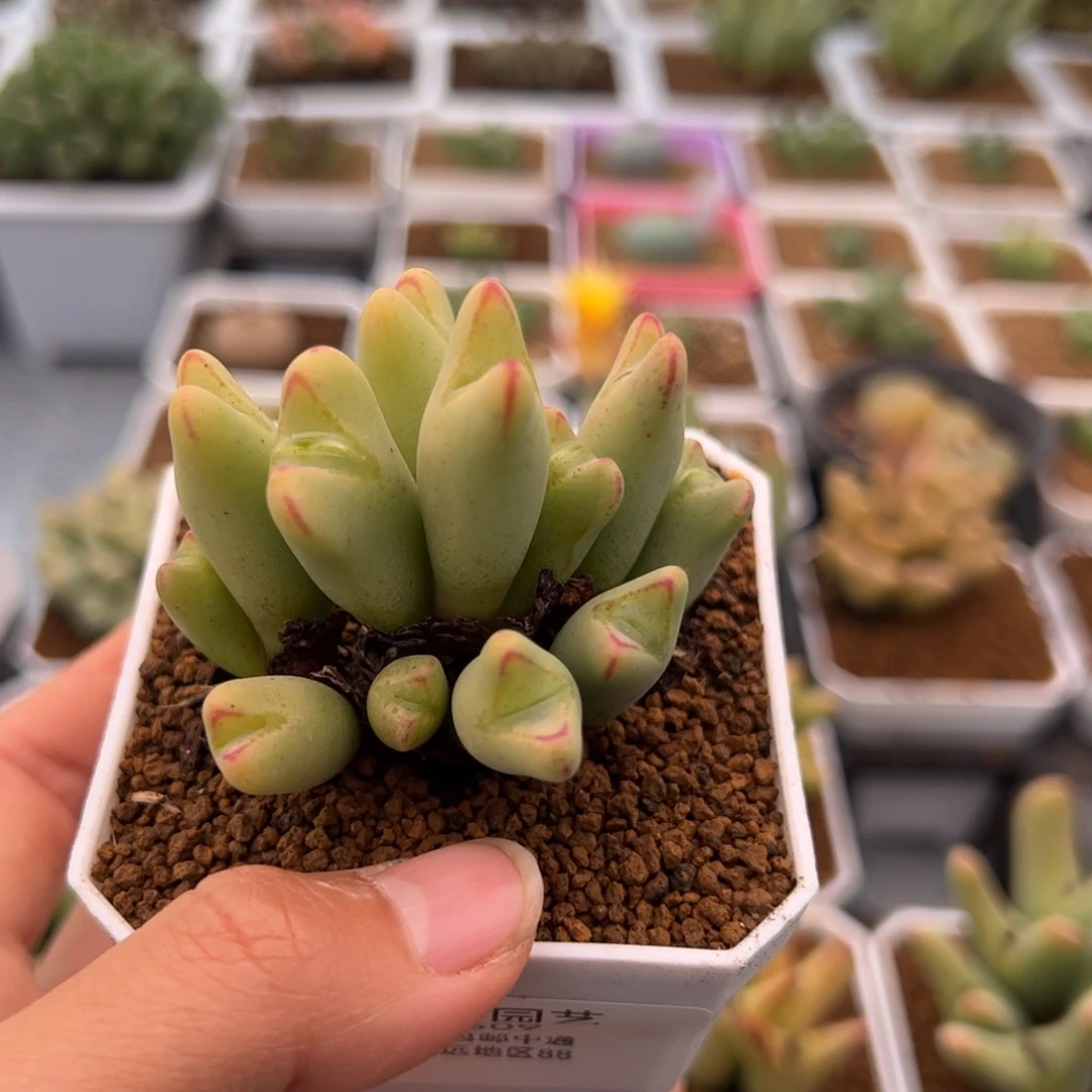 吻*509号将2.20多肉植物