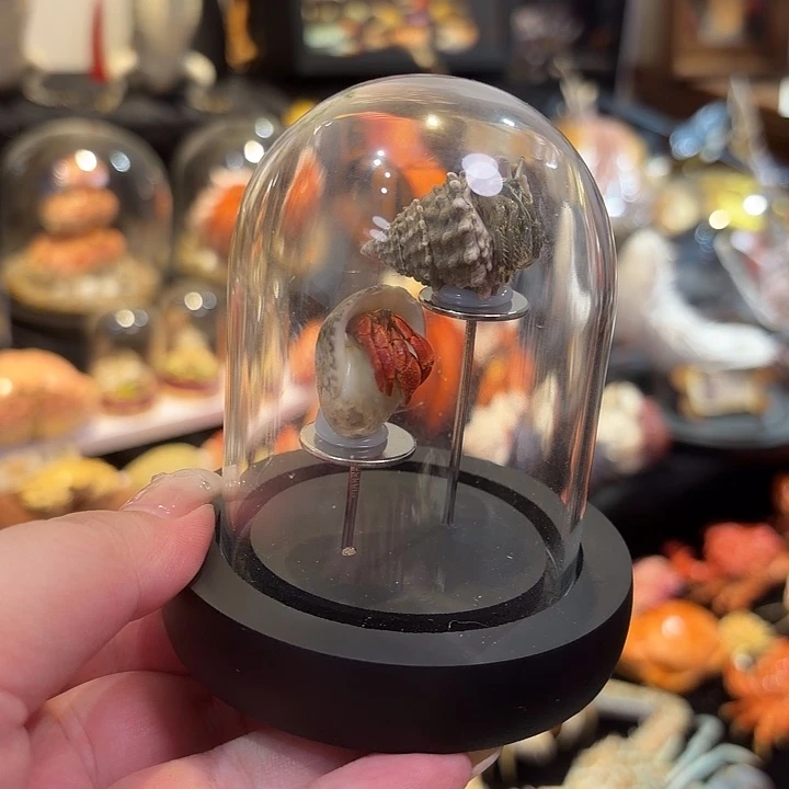 真实迷你寄居蟹标本