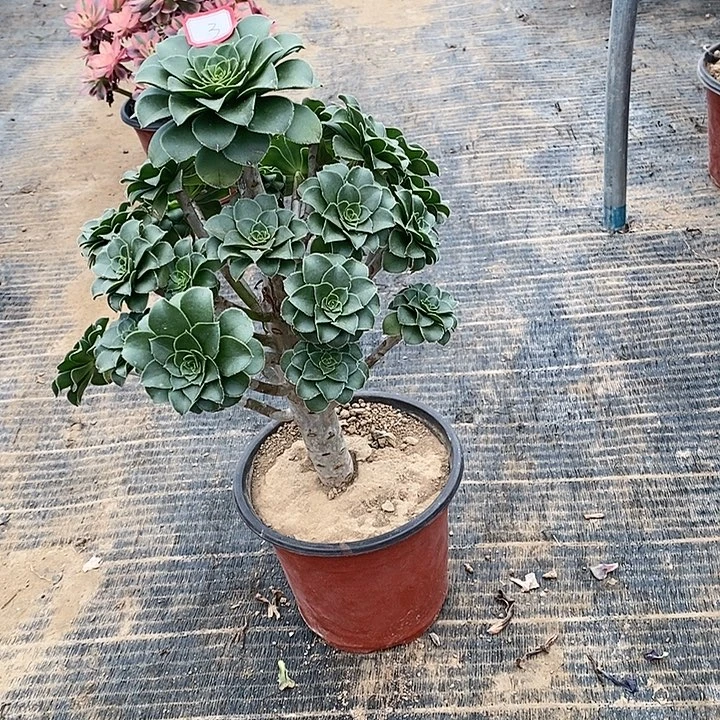 3，绿法师多肉法师多肉法师