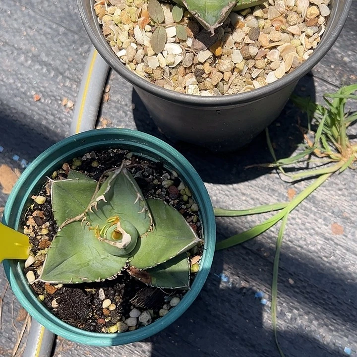 无花朵人****)绿幽，大白鲨