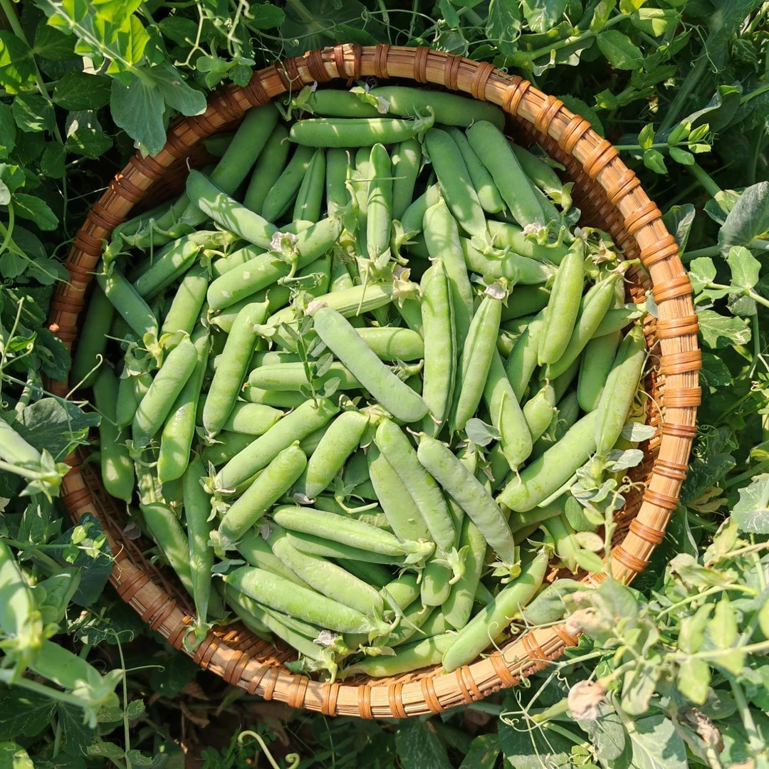云南农家自种新鲜水果甜豌豆产地直发批发一整箱应季蔬菜
