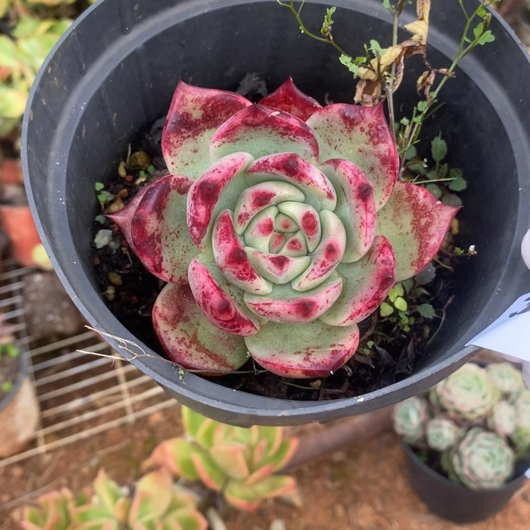 3567不知名一物一拍