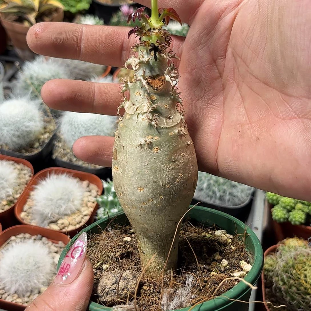 希****粉25708一物一拍单头