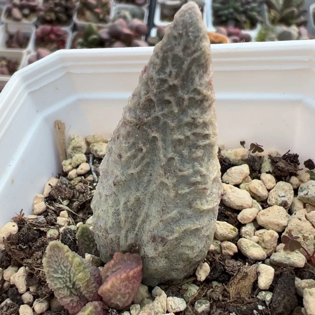 融化纹冰激凌大苗纹路款多肉植物水泡