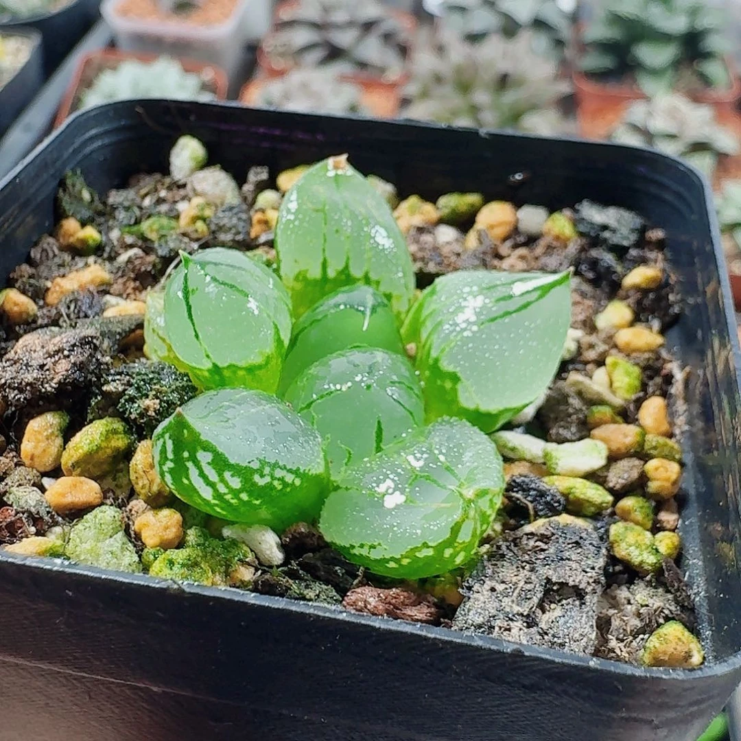 果***茶十二卷 虞美人福利