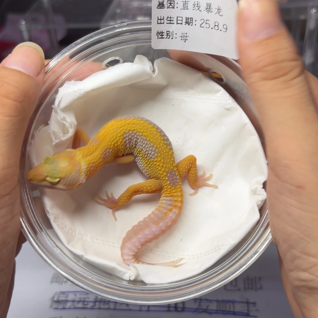 豹纹守宫豹纹守宫直线暴龙
