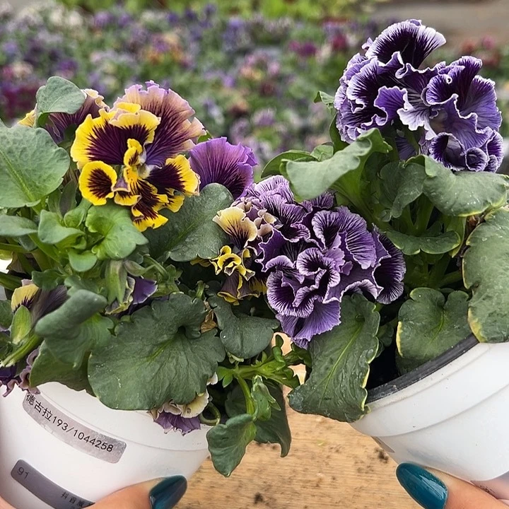 红陶猪****米抖音直播闪拍91