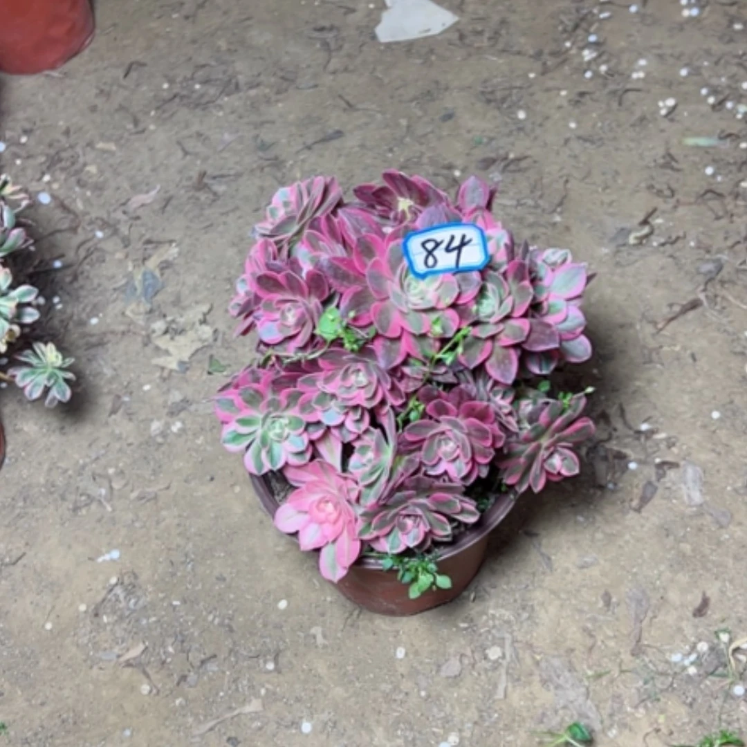 【闪购商品】小**。多肉植物砍过女郎84