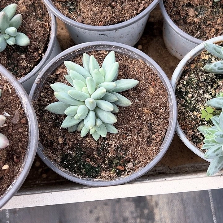 【闪购商品】览*尔欧若拉