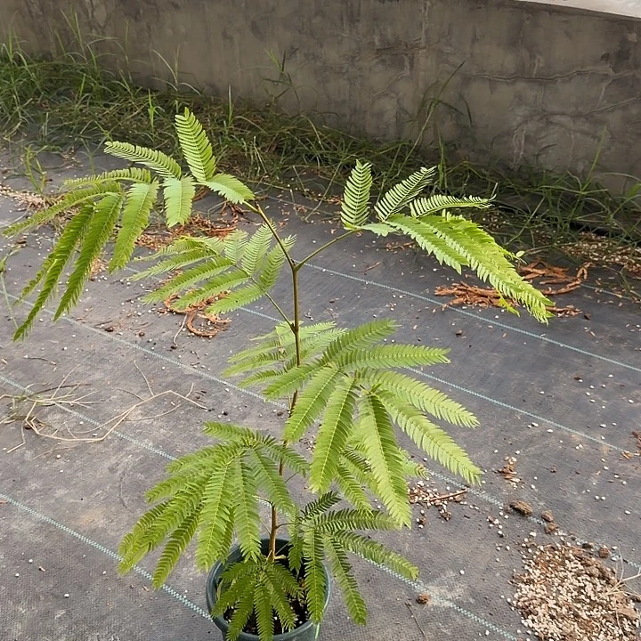 滸***椒完全开放一物一拍 4202