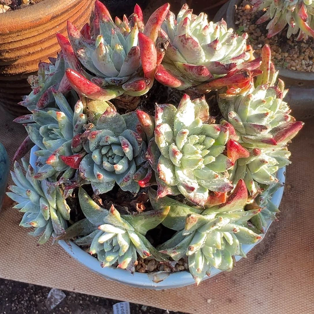 7500法瑞白雪仙女杯