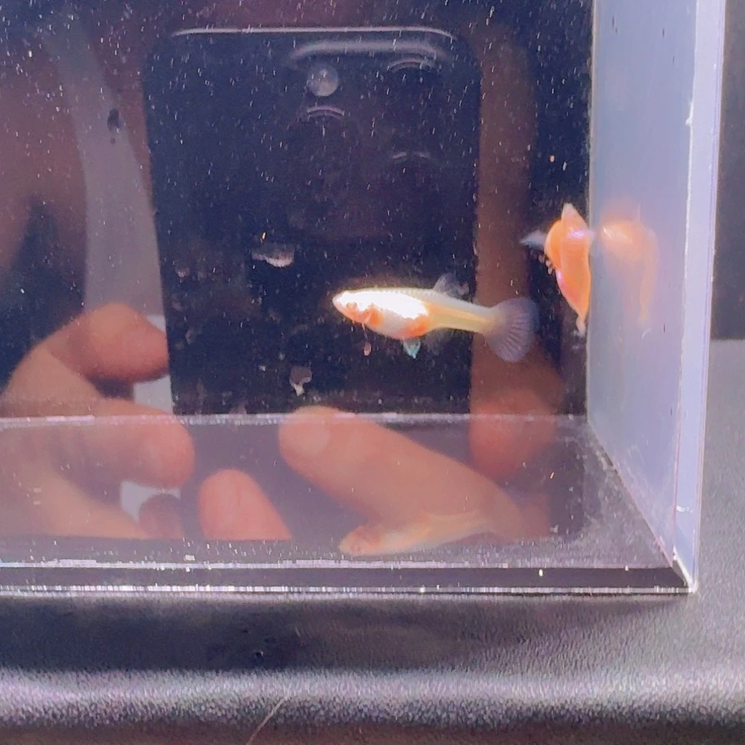 孔雀鱼金粉孔雀鱼一对