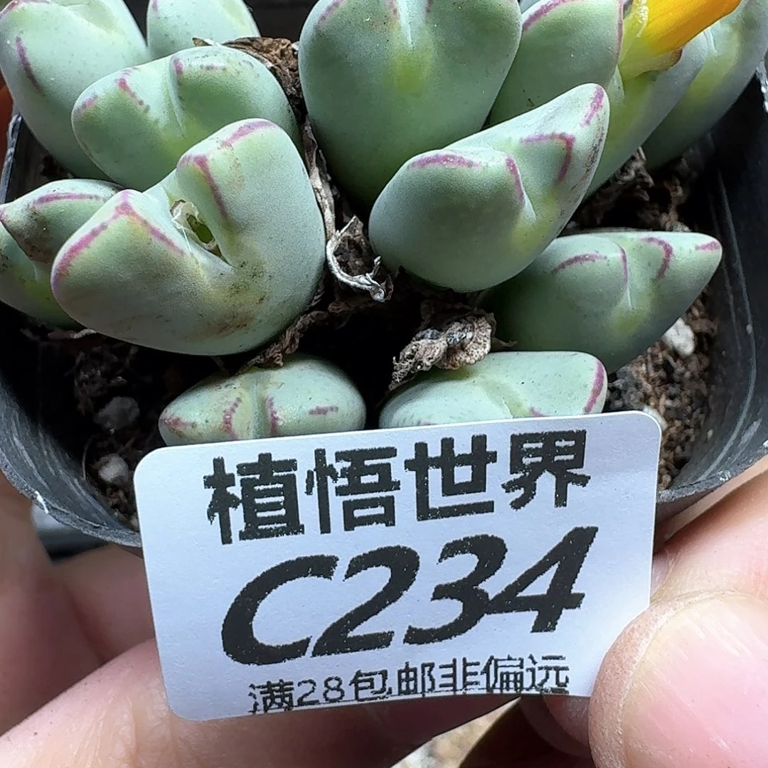 多肉W的人生风格吧