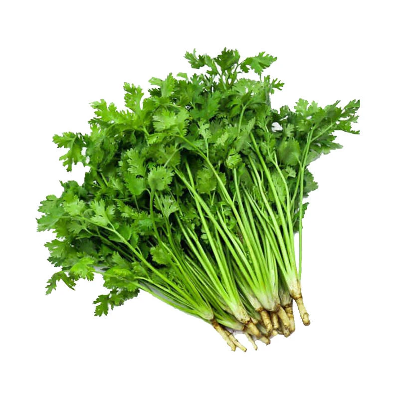 精品香菜130g/份香菜