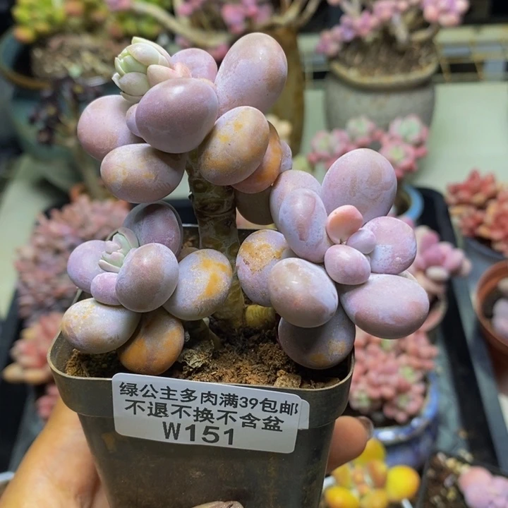 151芭比奶多肉7c m