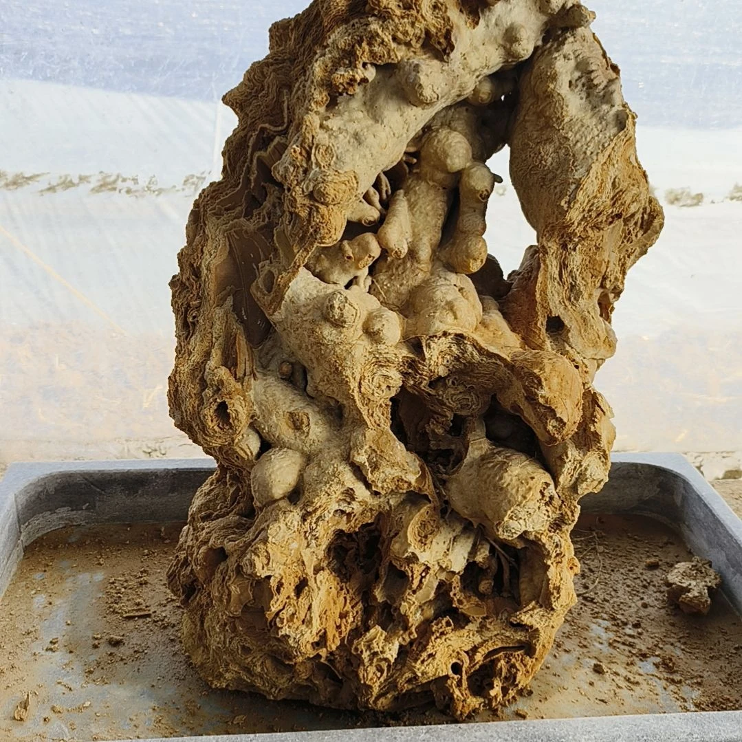 【闪购商品】红陶黄****修0308-2黄位维修  无盆